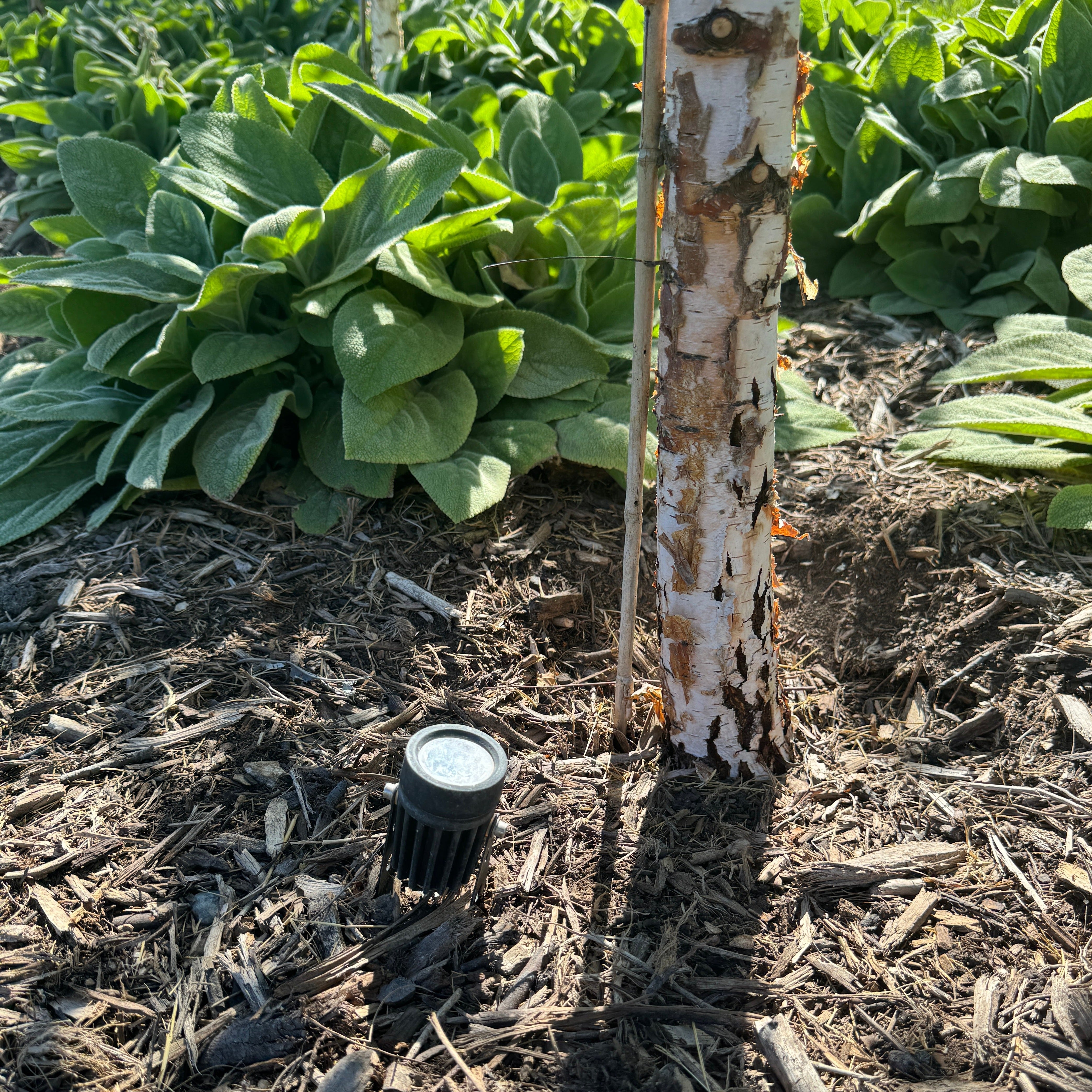 Solar Spotlight Pack  Outdoor Garden Lights for Garden Yard Path Driveway Porch Walkway