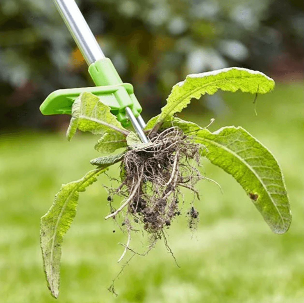Stand Up Weed Puller